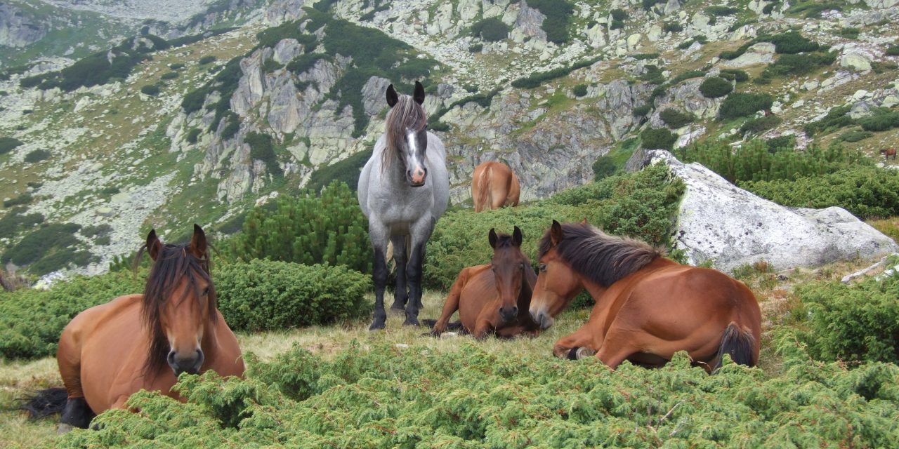 Nyáron regenerálódnak a Retyezát munkás lovai