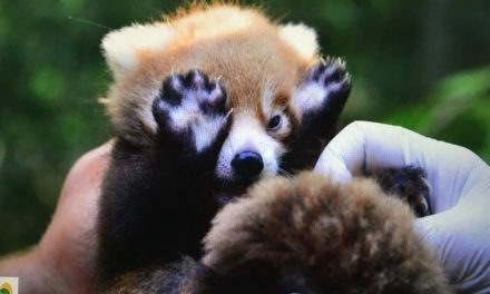 Baltazár, Boldizsár, Bonifác? – várja a pandakölyök nevére a szavazatokat az Állatkert