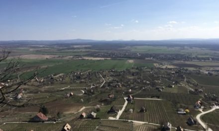 A betegségeknek ellenálló szőlőültetvények lesznek a Balaton-felvidéken