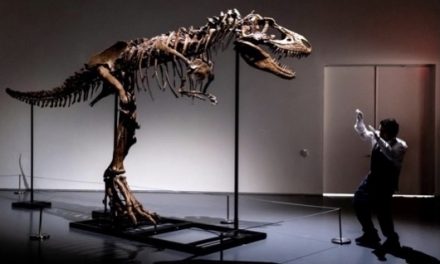 Elárvereznek egy 76 millió éves dinót