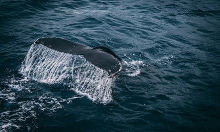 A kék bálnák eszik a legtöbb mikroműanyagot
